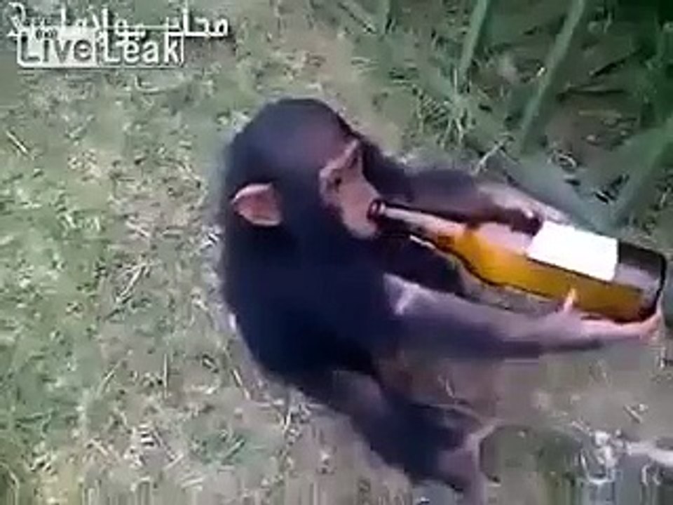 Monkey drinking alcohal funny video