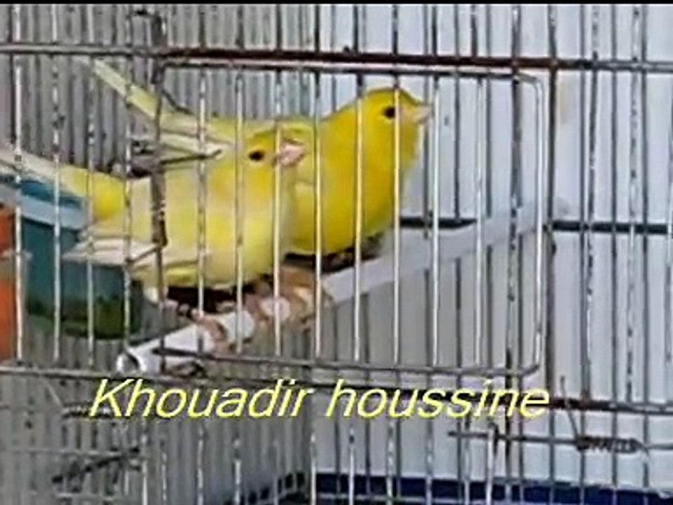 Scènes d'accouplements des canaris malinois