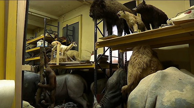 Les trésors du musée d'histoire naturelle de Lille