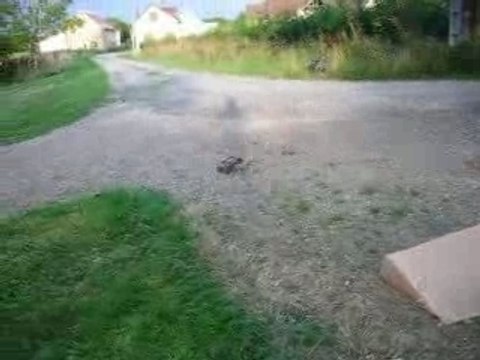 Kyosho Mini Inferno ST