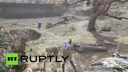 Saldıran Leopara Sopayla Karşılık Verdi