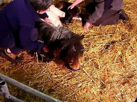 Shetland Pony Actual Foaling May 07