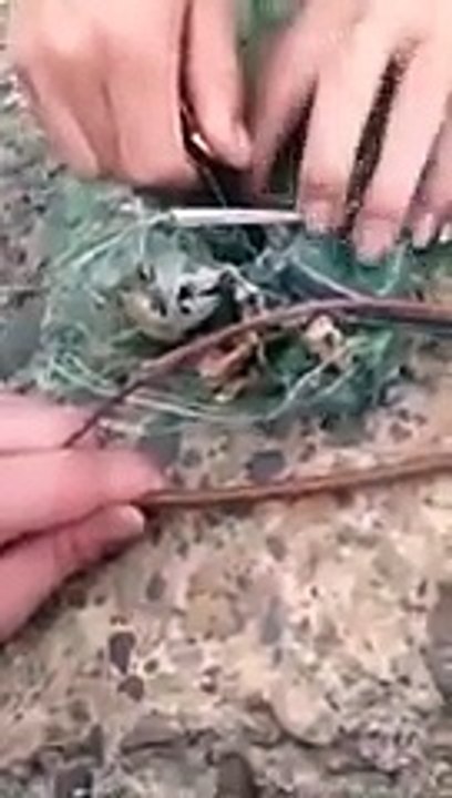 Trapped Snake Giving Strange Gift