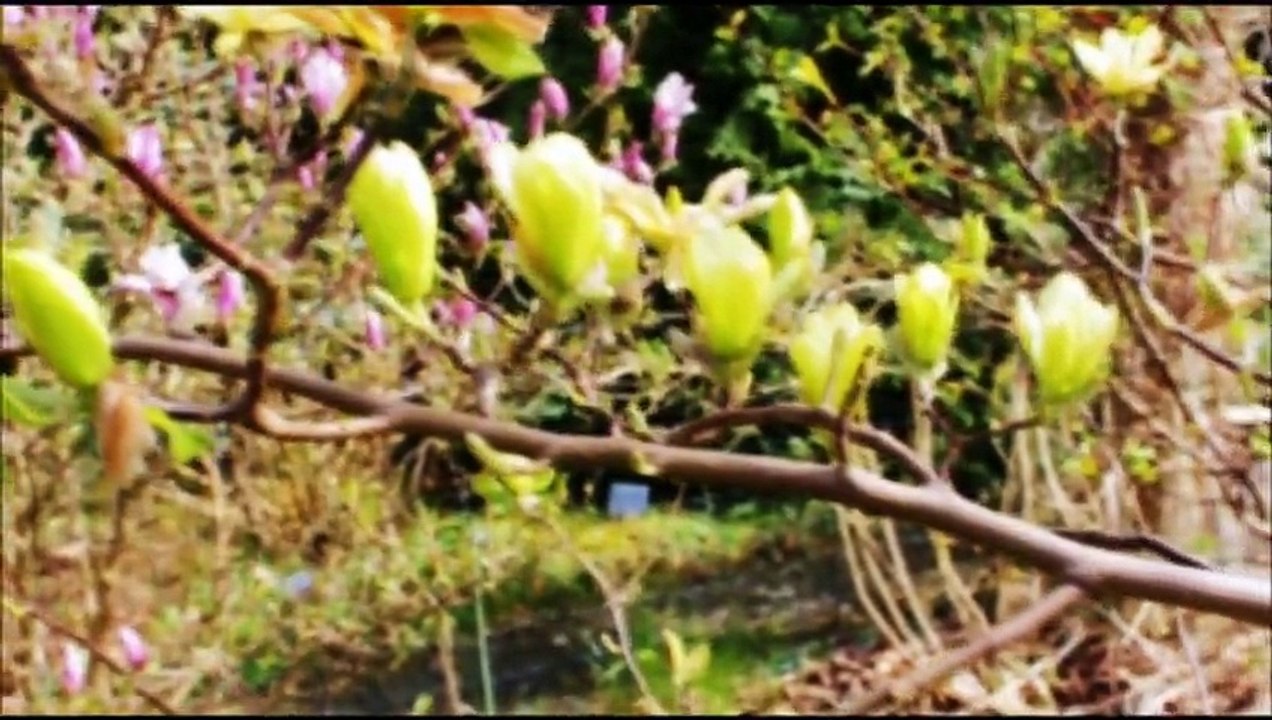 Magnolienblüte April 2015