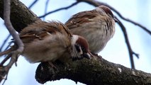 Ptice Hrvatske - Poljski vrabac (Passer montanus) (Birds of Croatia - Tree Sparrow) (1/3)