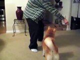 Shiba Inu performs 24 tricks!!
