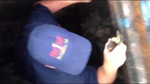 Firefighter rescues ducklings by playing duck quack ringtone