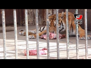 حديقة حيوانات الجيزة: «ضحك ولعب وجد»