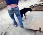 7 Katlı Binadan köpeği Kuyruğundan Tutup Yere Atı