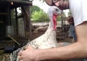 Who Knew Turkeys Were So Friendly?