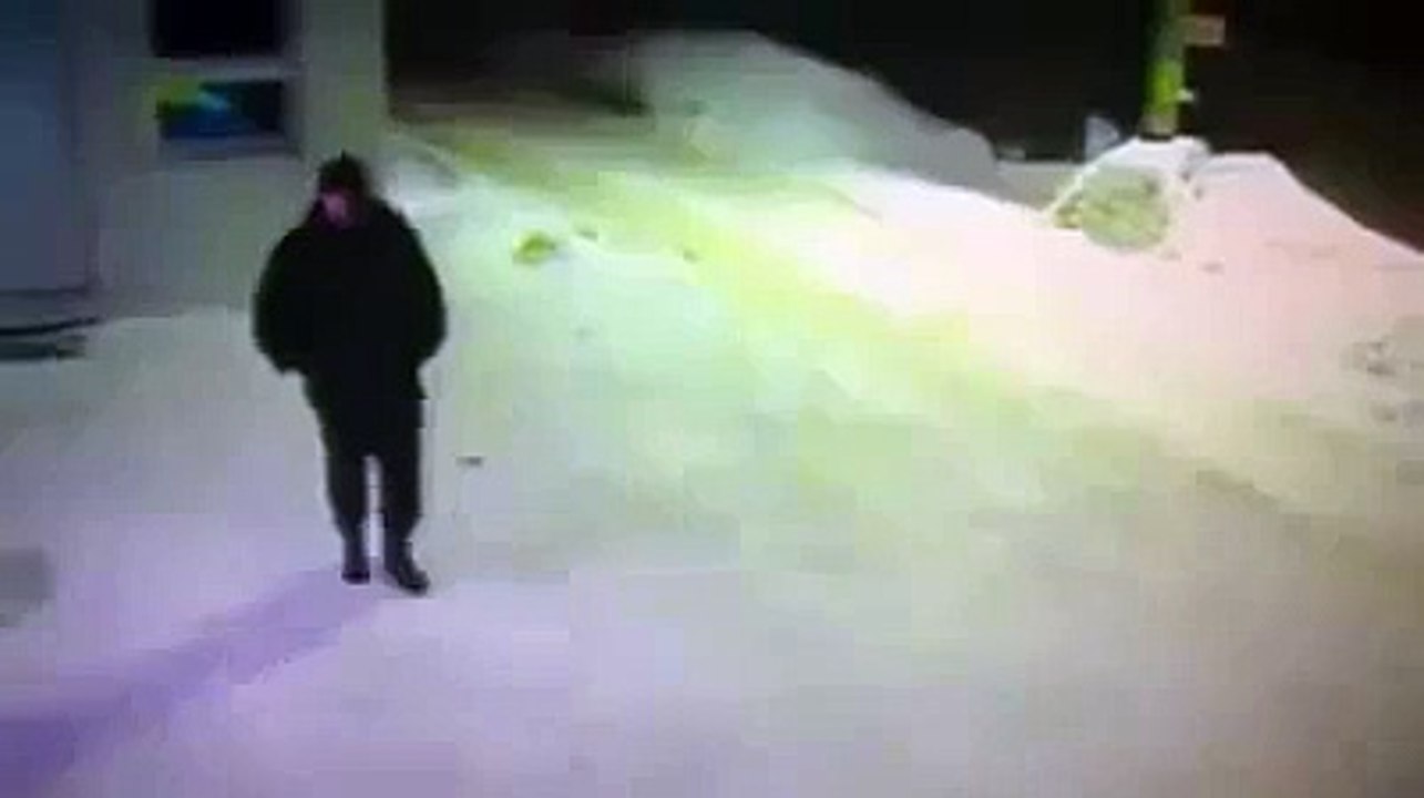 Adama Yol Soran Kedi Çok Tatli