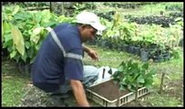 IDIAF. Cacao.Innovaciones tecnológicas para el cultivo de cacao.mp4
