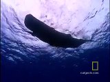 Sperm Whale Diving
