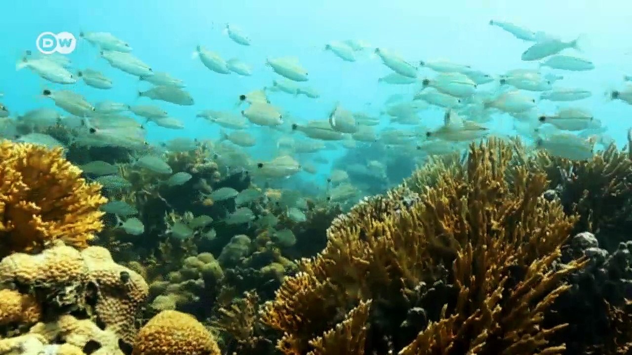 Grasender Fisch löst Unterwasserkonflikt | Global Ideas