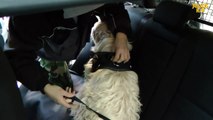 Auto dog harness, Pet auto safety, seitenringen geschirr Code: 16220-IDC , Code: 16SGA-1