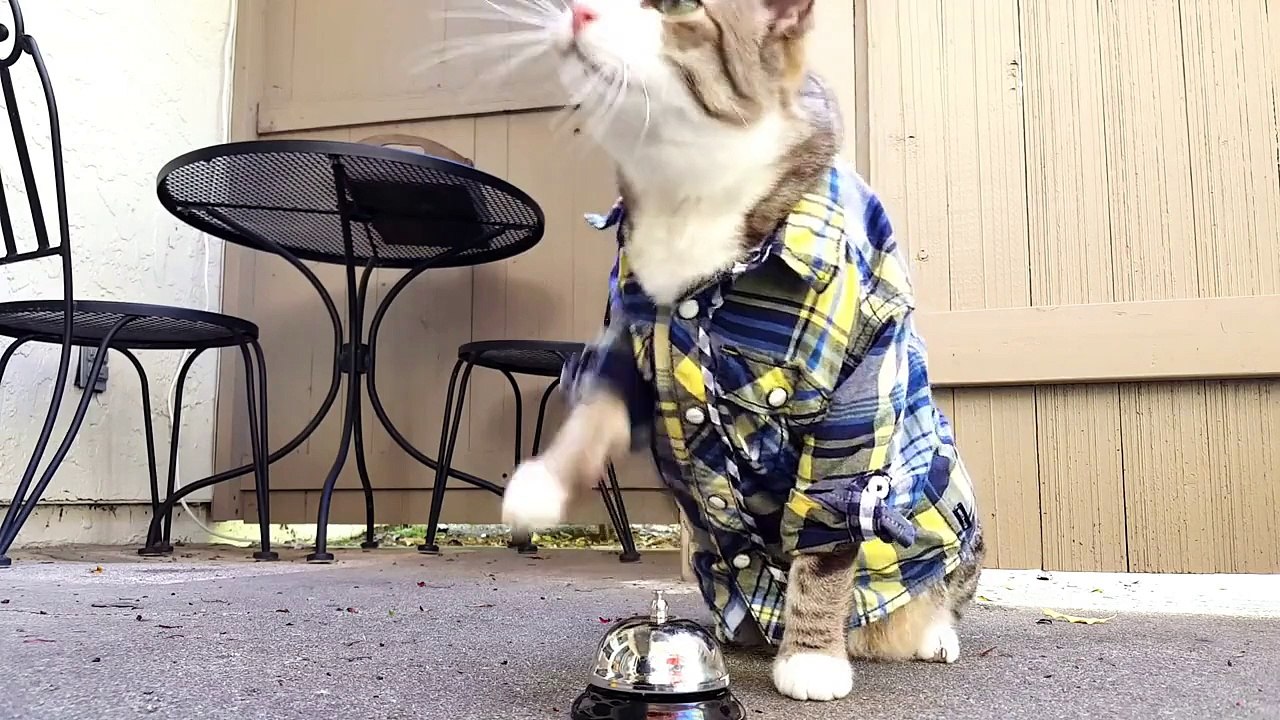Un chat utilise une sonnette pour manger