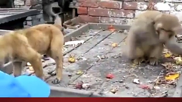 Bu maymun tam dayaklık -)