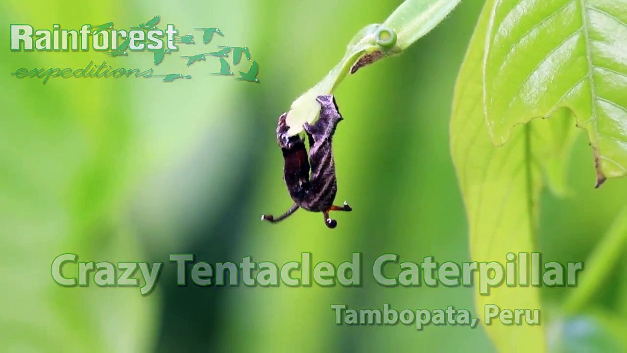 Une chenille à tentacules découverte au Pérou