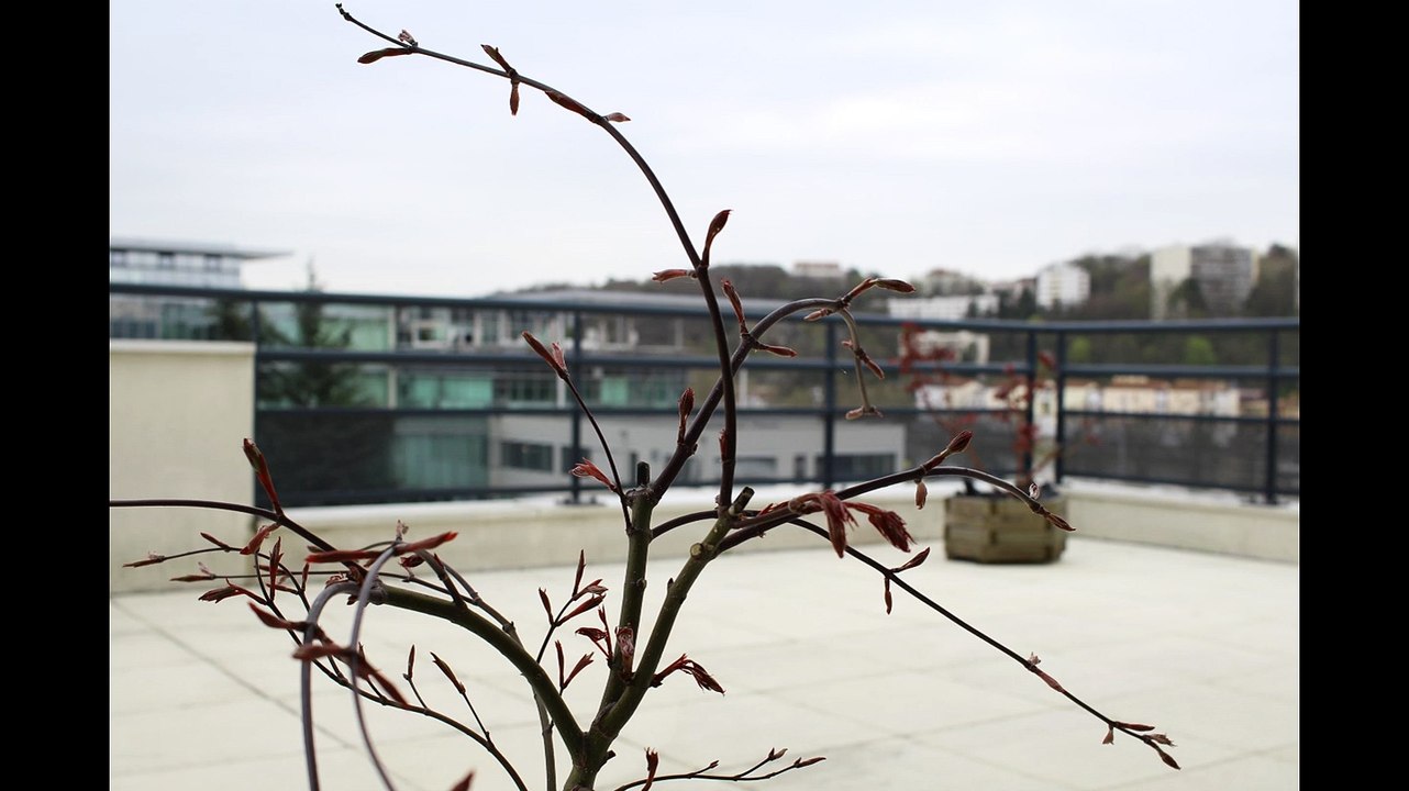 Regardez l'érable qui pousse