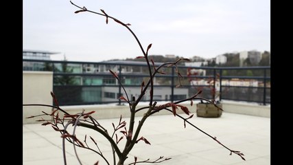 Regardez l'érable qui pousse