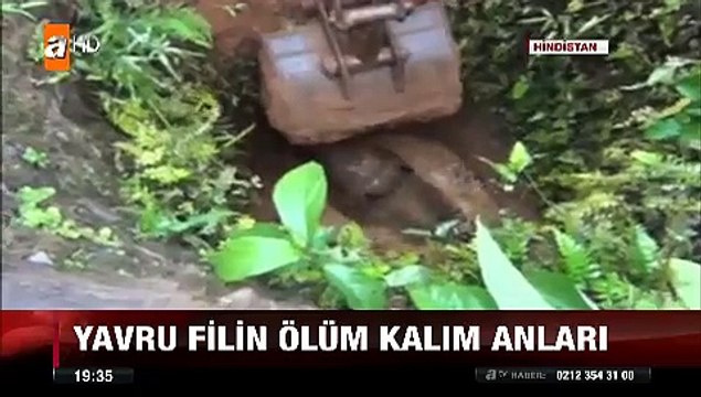 Hindistan'da düştüğü kuyuda ölüm kalım mücadelesi veren yavru Fil böyle kurtarıldı