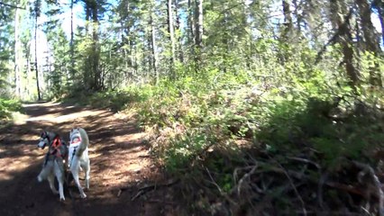 Spring Fling at Camp K -  2 Dog Scooter w/Larry Roxby