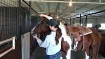 sold - 12-YO Paint Horse gelding, ranch, trail, drill team