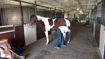 sold - 8-YO APHA gelding, bay tobiano, ranch, play day, trail horse