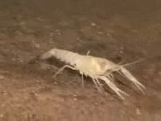 FACING DARKNESS bande annonce