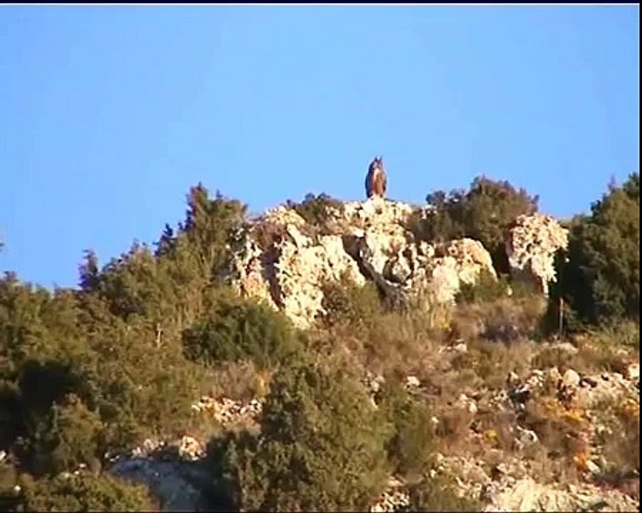 Ataque de  Águila Real a Búho Real.wmv