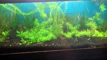 Seachem Flourite Planted Tank Substrate for your Planted Aquarium.