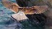 Kestrel Hunting and Hovering - Faucon Crécerelle Vol Stationnaire