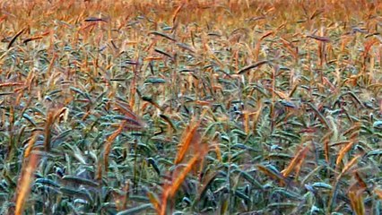 Gary Miller- The Yellow Rose Of Texas - (1955)