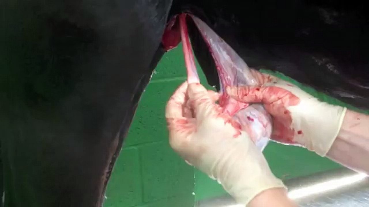 Standing Castration in a Stallion