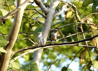 Christopher Marlowe - The Passionate Shepherd to His Love