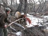 Two Bull Elk Getting Tied together in Montana