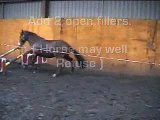 Training a 3yr old Horse to Jump