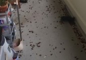 Singapore Couple Battle Cockroach Infestation at Home