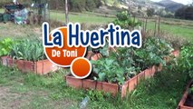 Cómo Combatir La Tuta Del Tomate De Forma Ecológica - 