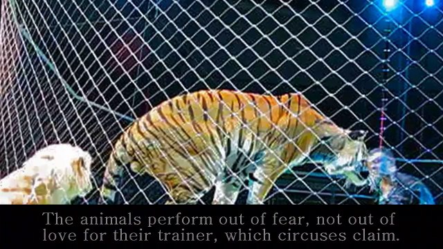 Circus Animal Cruelty: Abused for Entertainment