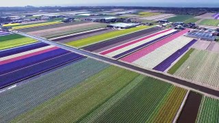 A beleza dos campos de flores da Holanda