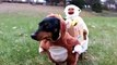 Two Monkeys Carrying a Box of Bananas - Dog Costume Vine by Crusoe