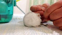 ジャンガリアンハムスター食事おねだり(Djungarian Hamster)（My pet is very cute.）