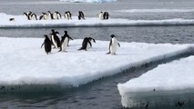 If there are Penguins jumping onto an ice floe... ... then it must be Antarctica!