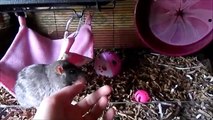 Pet Rats - Introducing New Rats - CrazyRatLady
