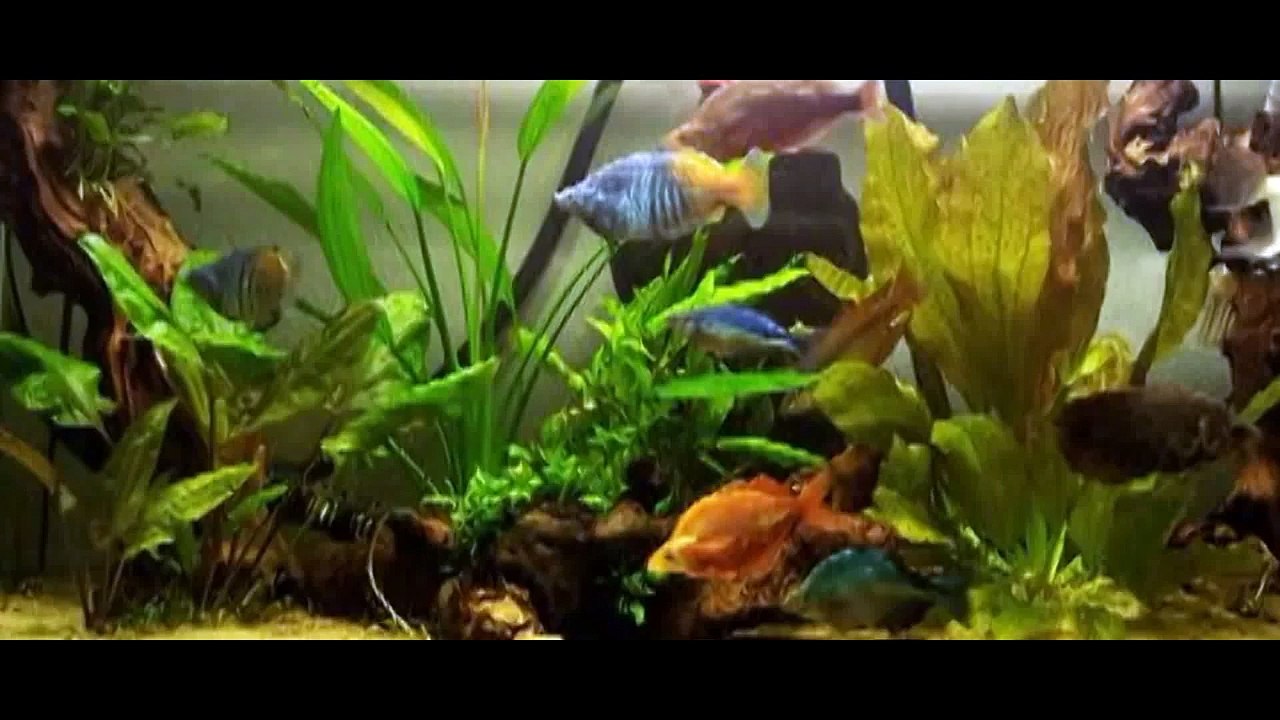 Starting and Priming: Fluval 106, 206, 306, 406 Canister filter