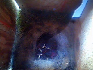 mesanges plerin jour7