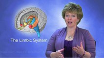 Limbic System