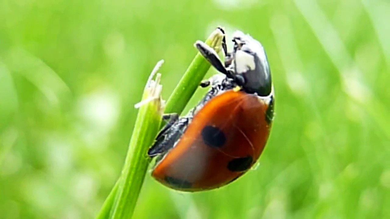 Lady Bug