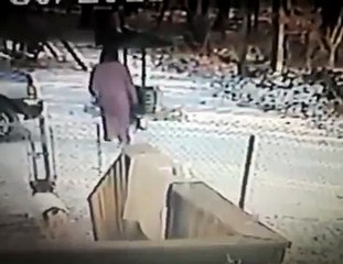 Woman kicks snow on cat, immediately regrets it